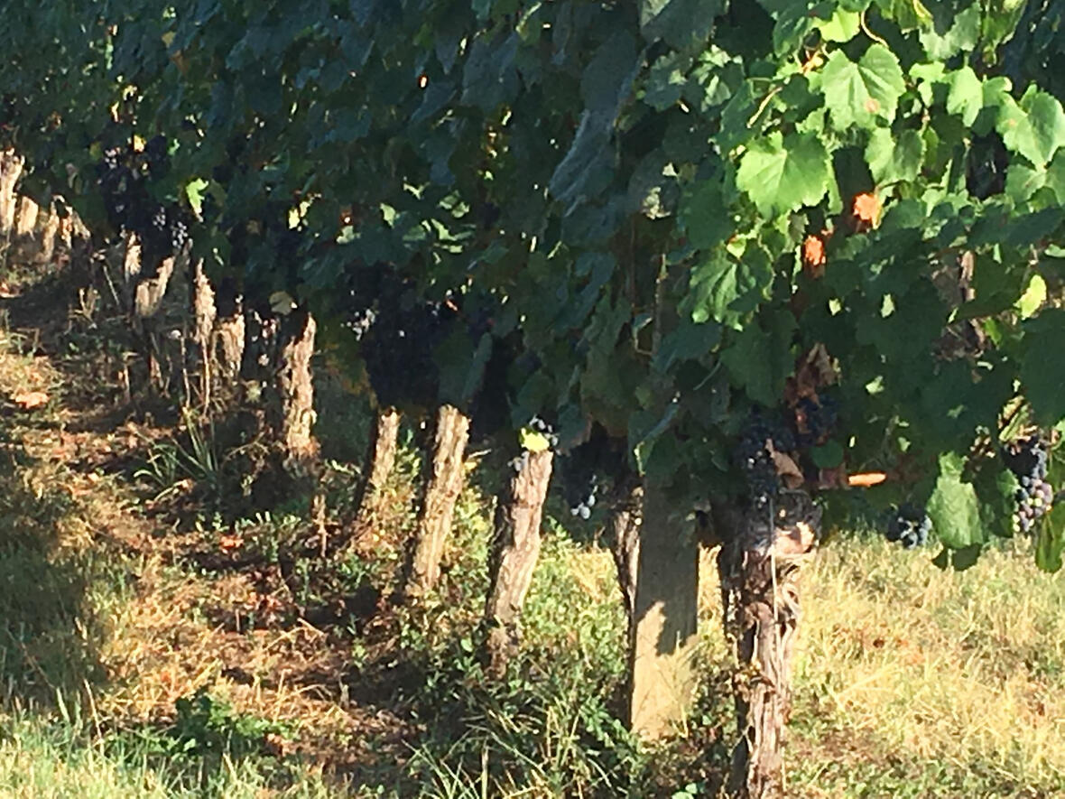 Malbec ready to harvest