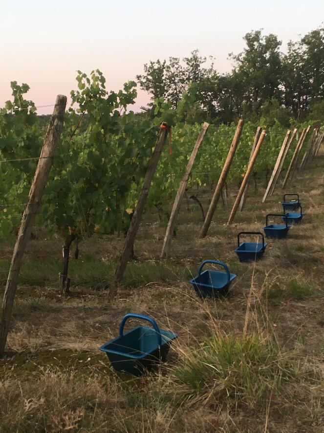 Early start for the pickers