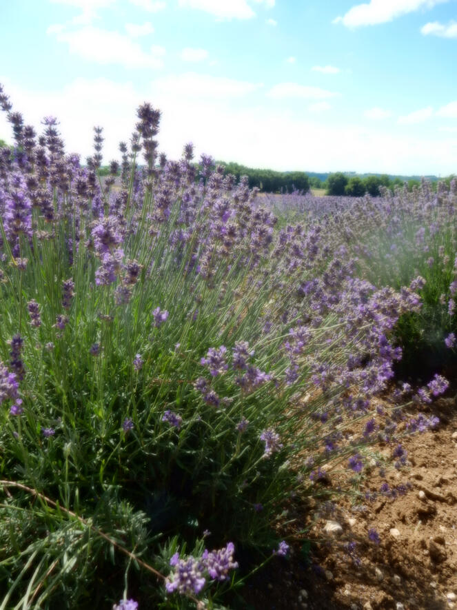 June is the most fabulous time for fresh lavender recipes.